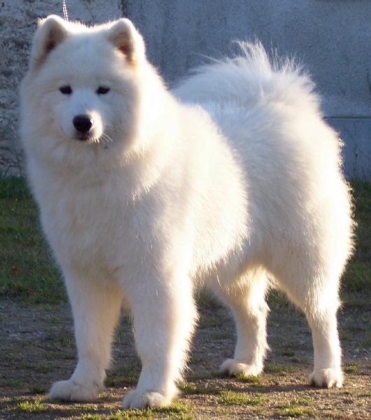 CH. Vinoun taiga des plaines de Siberie