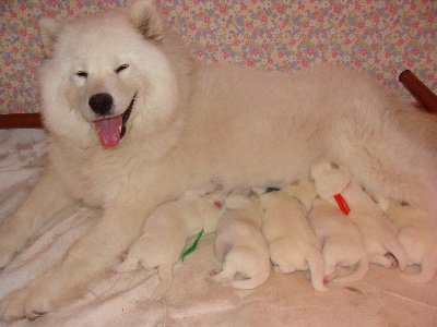 des plaines de Siberie - les chiots sont nés !!!