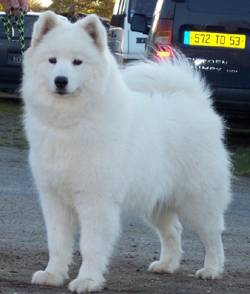 CH. Vinoun taiga des plaines de Siberie