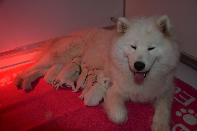 les chiots de Fidjine et Awani sont nés