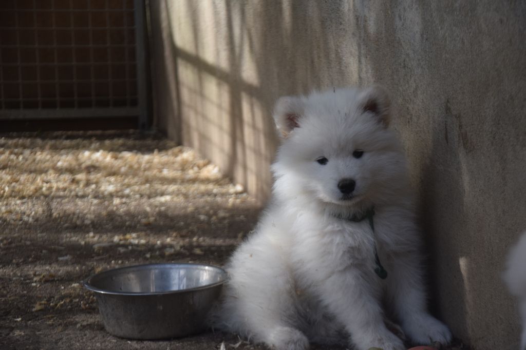 des plaines de Siberie - Chiots disponibles - Samoyède